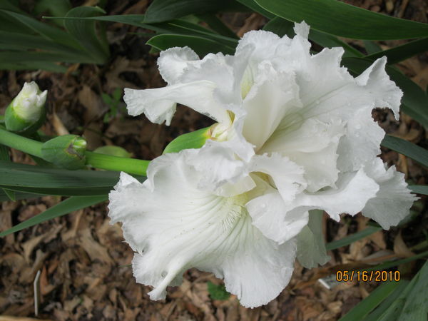 White Goddess Iris...