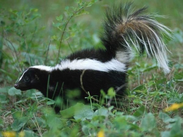 New Obama Proverb - The skunk replaces the Eagle...