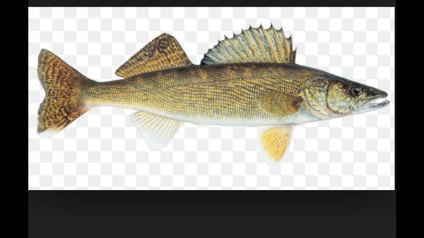 This is the walleye....