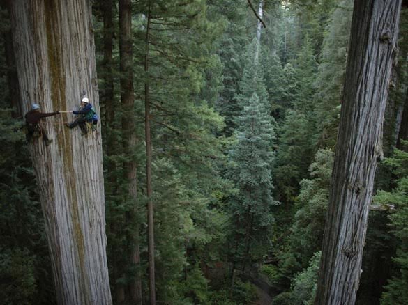 Climbing Redwoods...