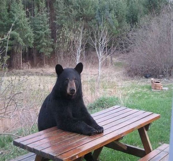This is a very sad story about a bear... Everybody...