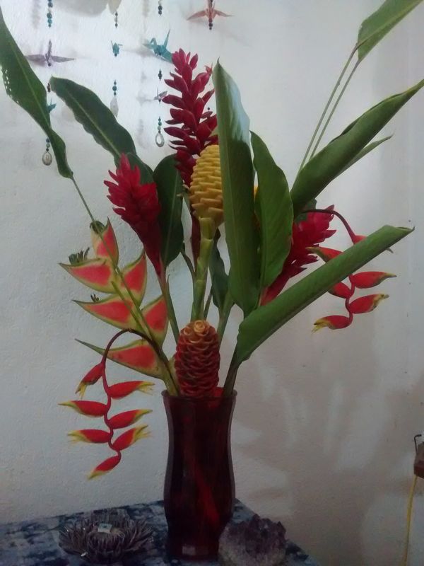 Flowers in Costa Rica, in my lovely daughter's apa...