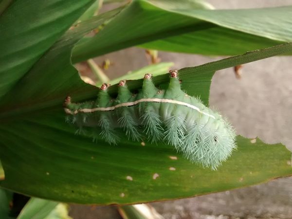 Caterpillar. Photographed by same daughter outside...