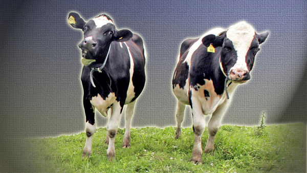 California Dairy  Cows Under Fire...