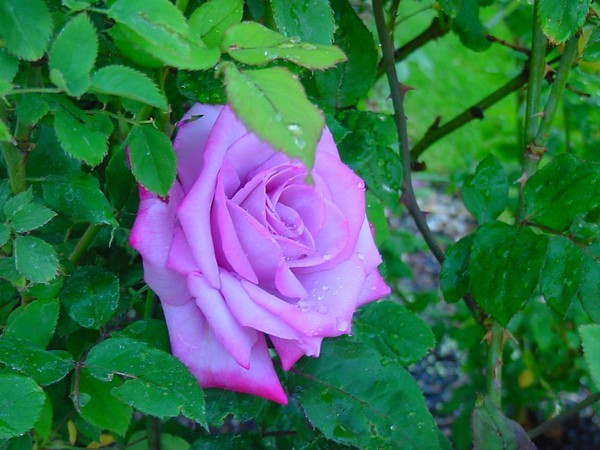 A Rose for you~~...
