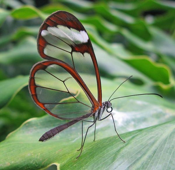 Glasswinged Butterfly..Transparent as can be...