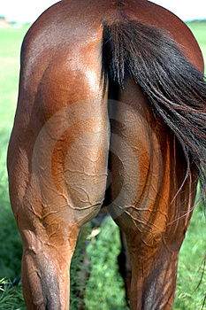 Your just a horses ass. Now go ahead and accuse me...