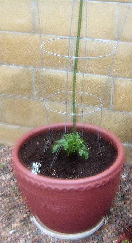 Sweet 100 tomato... day 2 in the pot...