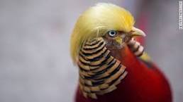 Trump Bird is coming!...