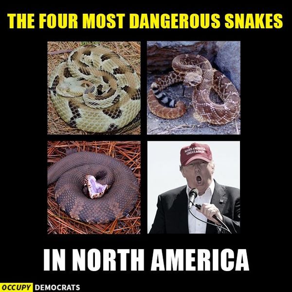 One of these snakes is dumb as hell- Frumpfass...