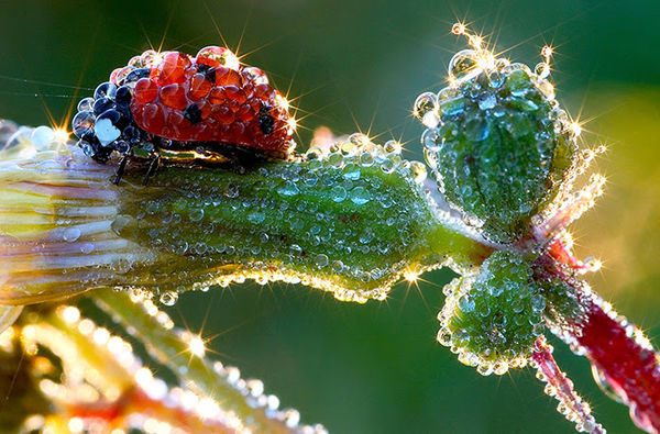 Ladybug in the morning dew...