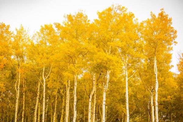 Aspens popped early this yesr.....