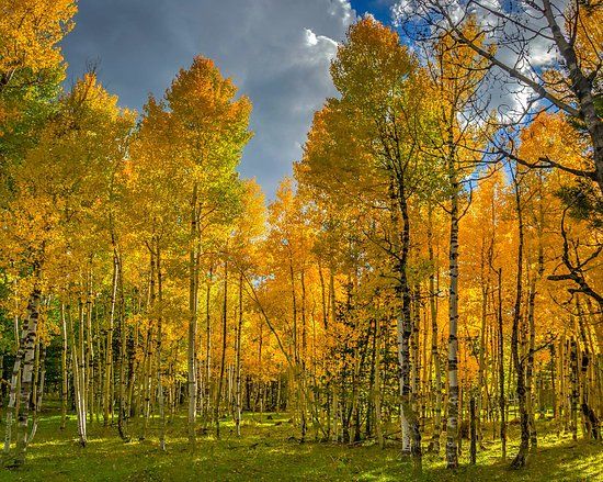 Our aspen trees are changing~~...
