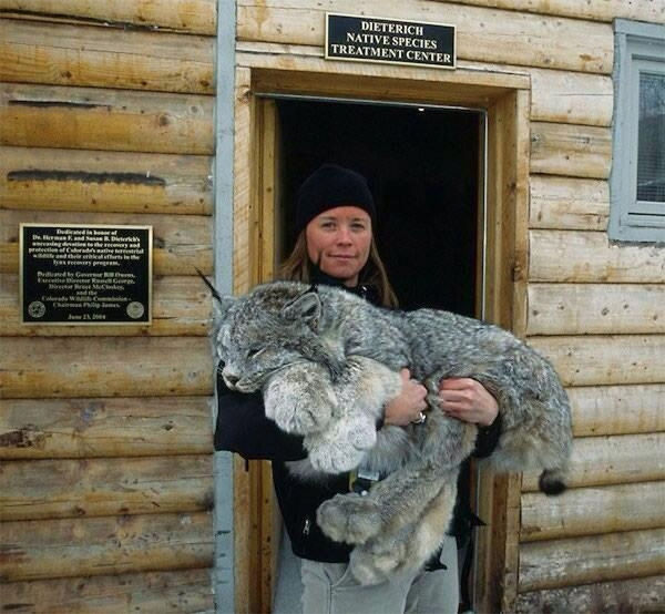 2 varieties of lynxes.  Top is a desert lynx which...