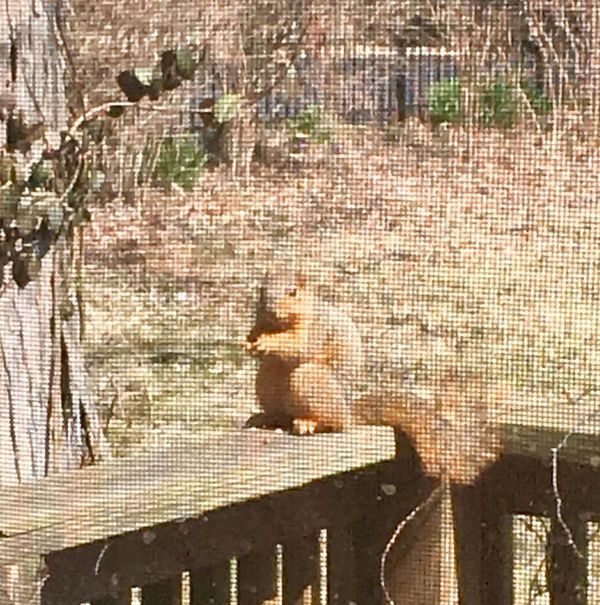 My Backyard Furry Friend 3/27/19 thru kitchen wind...