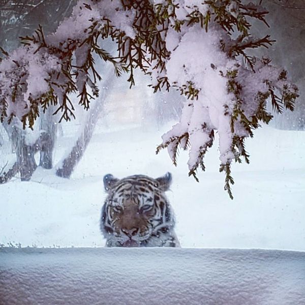 Winter came back to the Lake Superior zoo in Dulut...