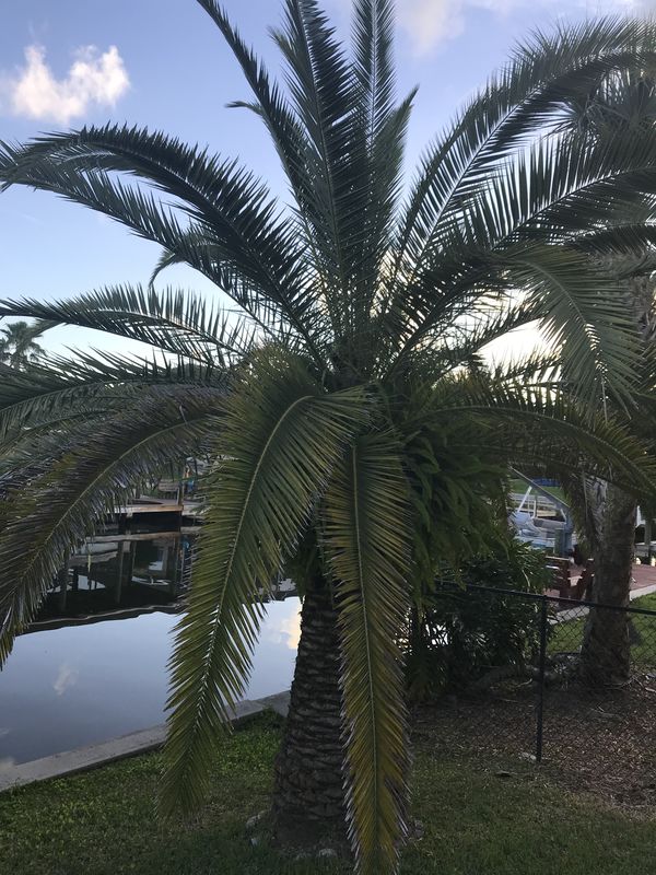 Woohooo Florida Palms beautiful......