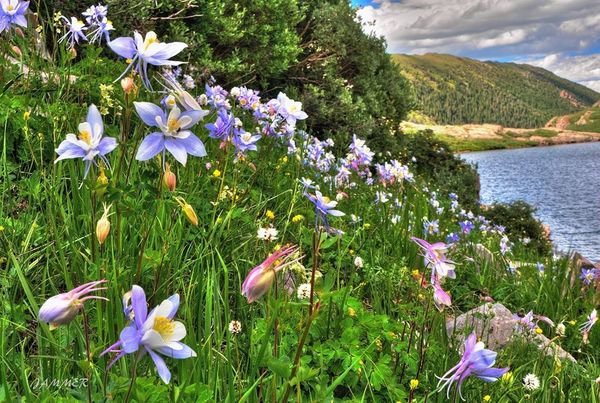 The Colorado Columbines about to shed but still br...
