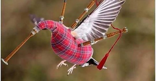 A Scottish humming bird.....