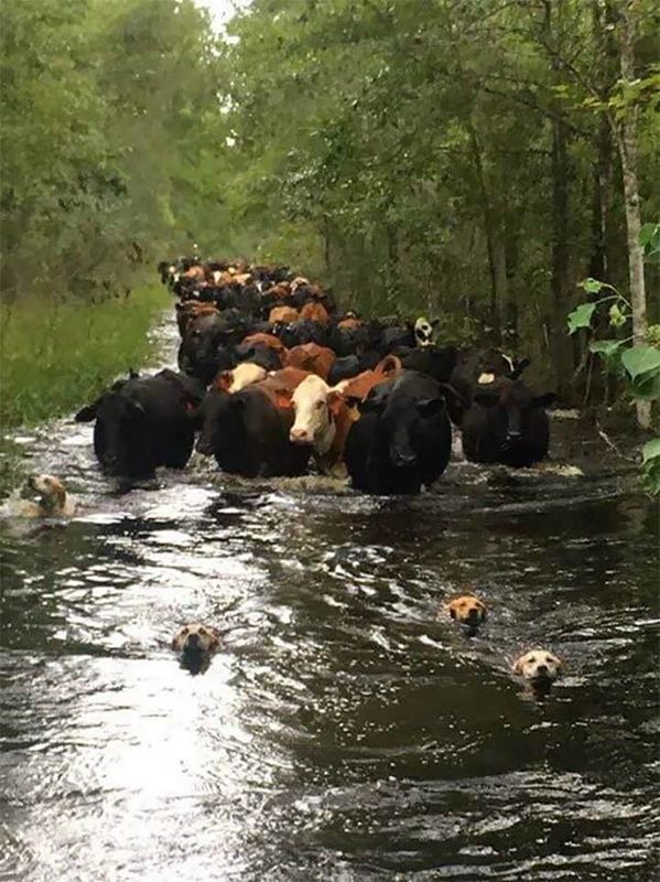 Not sure if this is a flood or a nice way to herd ...