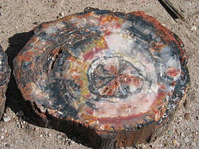 Petrified wood stomp crystallized over time filing...