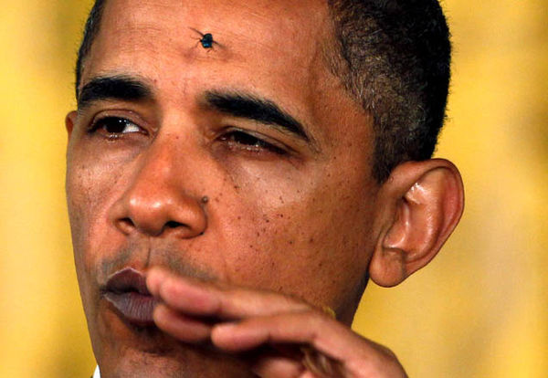 Flies are attracted to Obama....