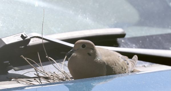A mourning dove, right??...