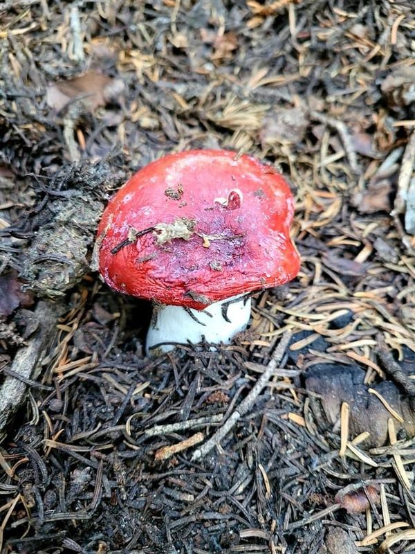 Is this what they call a psychedelic mushroom, LOL...