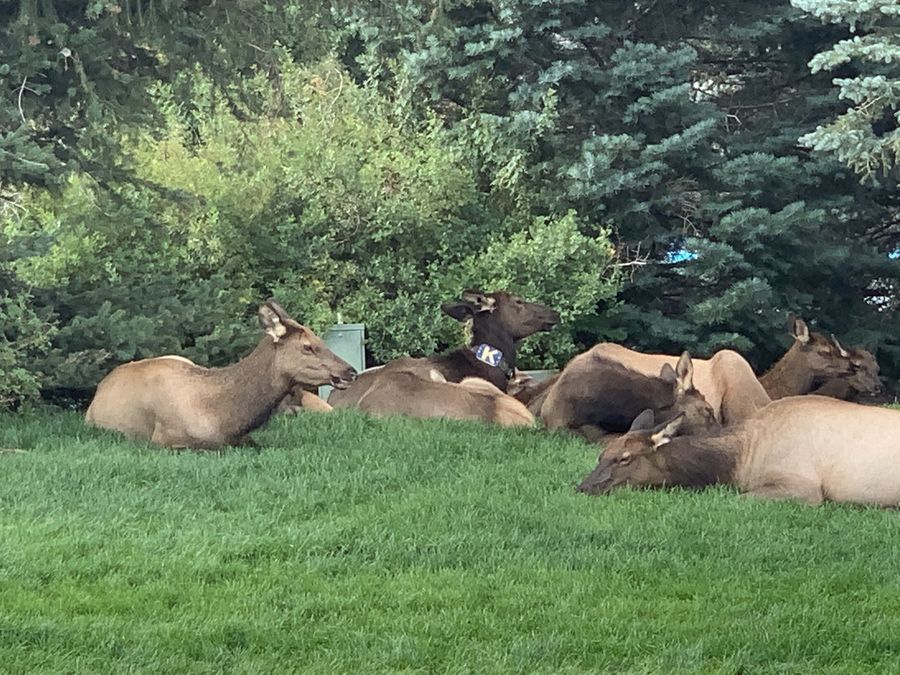 Came upon these elk resting a bit.....