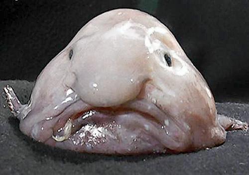 The Blobfish....
