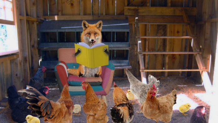 Chickens Hold Controversial 'Fox Story Hour' In Ch...