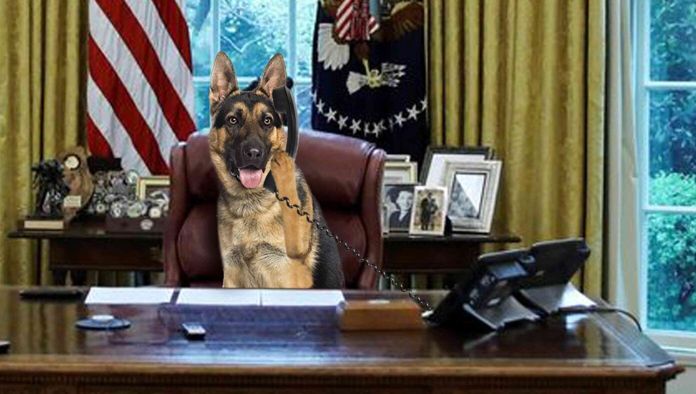 Source Confirms White House Dog Has Been Running C...