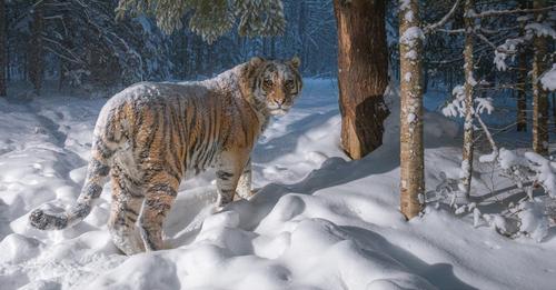 Rare and near extinct, the Minnesota woods cat lin...