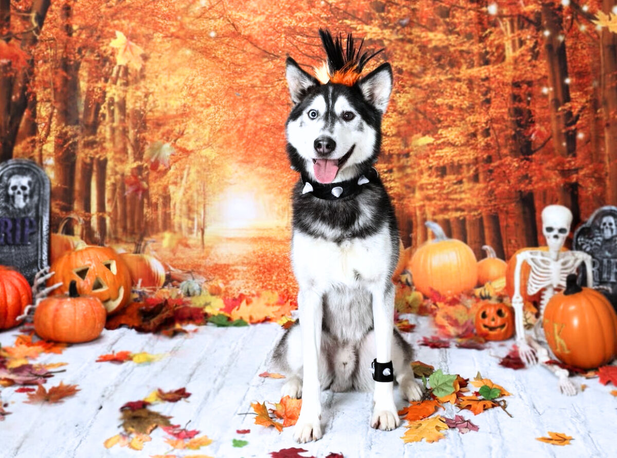 Hero Dog Named After Legendary Rock Star And He Promptly Saves A