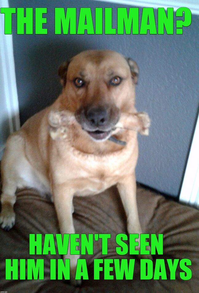 taylor-swift-super-bowl-halftime-page-2-want-me-to-sic-my-dog-on