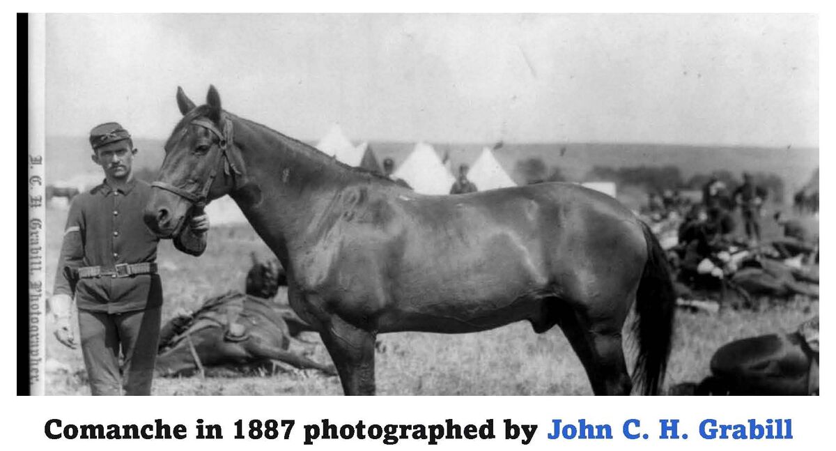 Comanche (horse)...survivor of the Battle of the Little Bighorn ...