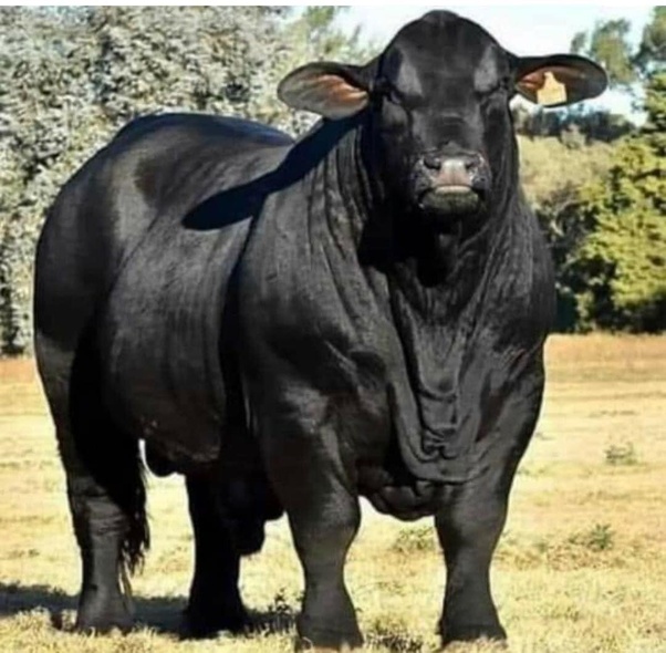 Registered Bull---not BS: Registered Bull---not BS I recently spent ...